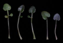 Cardamine serpentina. Rosette leaves.
 Image: P.B. Heenan © Landcare Research 2019 CC BY 3.0 NZ